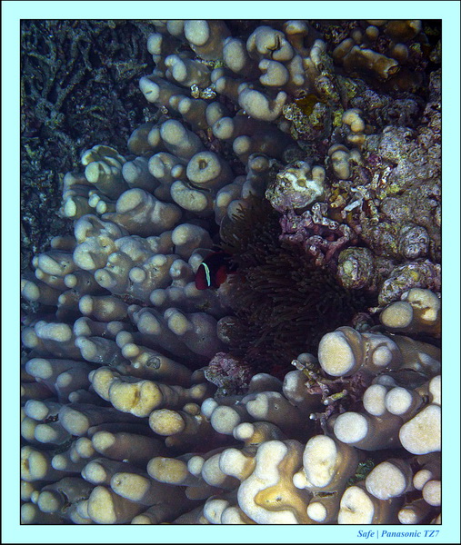 2012 - 07 - Dauin Sanctuary 18